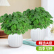 愛優(yōu)尚含羞草盆栽室內陽臺小植物四季常青害羞草怕羞草趣味植物源頭直發(fā)