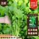 北蔬 芝麻菜種子種苗臭菜火箭生菜四季小青菜種籽 大葉芝麻菜種子10g