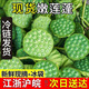 鮮級(jí)佳新鮮蓮蓬現(xiàn)摘生吃甜嫩蓮子米浙江太空蓮當(dāng)季應(yīng)季孕婦時(shí)令水果整箱 新鮮蓮蓬3斤【冰袋保鮮】