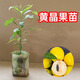 黃晶果嫁接樹(shù)苗大苗黃金果苗冬蜜熊贊黃晶果亞美果盆栽地栽四季結 黃晶果原生苗2年苗（種3年結果） 30CM（含）-40CM（不含）