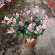 拾園記陽臺(tái)花葉絡(luò)石苗盆栽彩葉絡(luò)石藤蔓植物微景觀吊蘭垂吊花卉耐寒耐熱 花葉絡(luò)石（12cm)1盆+原盆原土