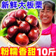 正宗遷西新鮮生板栗10斤毛栗子油錐栗野生小嫩大板栗仁羅田批發(fā)5 500g 【中果】殼薄易剝，粉糯香甜