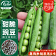 壽禾 豌豆種子苗甜脆大莢青豆秋季蔬菜種籽 濰育皇珠豌豆種子50g*3袋