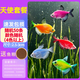 天使魚(yú)大號觀(guān)賞魚(yú)熱帶魚(yú)群游七彩紅天使紫天使檸檬黃淡水好養耐活 2.5-3cm隨機50條【4色以上】