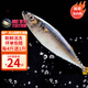 時寐東山島海捕巴浪魚 深海海鮮 行走的氨基酸 東山島直發(fā) 端午食材 4斤12-20條