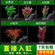 瘋狂水草魚缸水草凈化水質套餐蜈蚣草陰性水草浮萍植物活體水培 【直接入缸套餐A】適合20-30缸