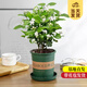 開時(shí)果 茉莉花盆栽濃香型 桌面綠植物陽(yáng)臺(tái)花卉樹苗盆景擺件源頭直發(fā)包郵 精選茉莉花3-6株【加侖盆】