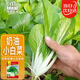 IDEAL 理想農(nóng)業(yè) 四季小白菜種子奶油小白菜種籽陽(yáng)臺(tái)盆栽易種植蔬菜種子