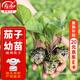 壽禾燒烤茄子苗口感軟糯大果蔬菜苗 燒烤茄苗6棵+50g肥源頭直發(fā)包郵
