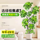 花財(cái)主天堂鳥盆栽辦公室大型綠植客廳盆栽家用吸甲醛凈化空氣綠植 鴨腳木1.5-1.7m【圓柱盆】