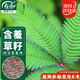 壽禾 含羞草種子種苗四季種植花草種籽 濰育含羞草種子200粒