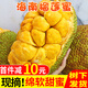 順豐 海南榴蓮蜜當(dāng)季新鮮水果香甜軟糯熱帶水果三亞榴蓮一整個(gè) 【精選大果】4-5斤裝（1-2個(gè)）