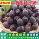 新鮮桃金娘鮮果捻子捻子果多尼果泡酒稔子果新鮮山捻子現(xiàn)摘鮮果 1斤（泡酒專用）