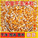 東北大玉米粒100斤干玉米粒喂鴿子做飼料釣魚打窩雞鴨鵝糧食苞米 東北農(nóng)家新玉米粒40斤優(yōu)選品質(zhì)