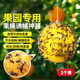 地依貓誘蠅球誘捕器滅果蠅粘蟲(chóng)球板誘蟲(chóng)球針?lè )湟T劑強力果蠅球共2個(gè)裝