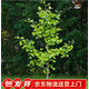 聽雪樓銀杏樹苗大樹庭院白果苗南北方地栽盆栽種植特大果樹苗Y 2公分2顆（高111cm-140cm） 不含盆