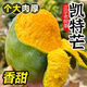 三萌果蔬凱特芒果當(dāng)季新鮮水果孕婦現(xiàn)摘香甜多汁青皮芒大澳芒彩虹整箱送人 5斤精選裝凈重4.5斤