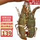攜宴福建小青龍蝦大號(hào)龍蝦海捕活凍大花龍海鮮水產(chǎn) 端午送禮生鮮水產(chǎn) 1只*1-1.2斤/只 【超滿足】