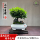 卓美御庭小葉紫檀造型盆景老樁真樹(shù)辦公室庭院陽(yáng)臺耐活好養高端盆栽 小葉紫檀25號