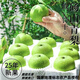 梨園頤珍正宗碭山梨 新鮮青脆蜜梨皇冠梨脆甜無(wú)渣多汁爽口當(dāng)季頭茬現(xiàn)摘梨 國(guó)家地理標(biāo)志授權(quán)認(rèn)證產(chǎn)品 凈重9斤左右（大果）