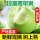 正宗現摘青蘋(píng)果9斤新鮮水果當季現摘酸脆甜王林瑞雪明月青森整箱 凈重2.5斤【甄選現摘】
