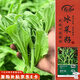 壽禾 冰菜種子苗水晶冰草四季秋種植蔬菜種籽 濰育濰豐冰菜種子2000粒