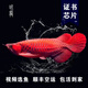 印尼紅龍活魚超血純血辣椒大湖魚苗熱帶熱帶魚金龍魚觀賞魚苗練手 【包發(fā)色】印尼綠皮紅龍 證書齊全20-22cm【品質(zhì)保障】