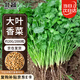 北蔬 香菜種子苗大葉芫荽耐熱四季蔬菜種籽 大葉香菜種子20g約2000粒