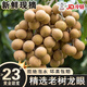 千里饞龍眼新鮮桂園水果桂圓儲良石峽古山龍眼5斤桂圓甜桂圓整箱批發(fā) 5斤家庭分享裝【凈重4.5斤】