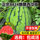 原起點(diǎn)西瓜嫁接苗麒麟西瓜苗秧8424美都2K家庭陽(yáng)臺盆栽水果四季蔬菜苗 冰糖麒麟西瓜苗3棵