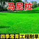 草坪種子馬尼拉四季常青高羊茅護(hù)坡固土矮生耐熱耐旱工程綠化草籽 馬尼拉1斤【工程耐旱】