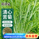 花沃里清心苦菊種子10g/包 蔬菜種子四季苦苣菜籽陽臺種植盆栽土庭院種