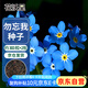 花沃里勿忘我花種子約300粒*2包 花卉種子四季草籽家庭盆栽陽(yáng)臺(tái)庭院種植