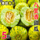 京府香園東北香瓜八里香花蕾甜瓜花姑娘新鮮脆甜應季多汁蜜瓜現(xiàn)摘水果整箱 精選5斤裝