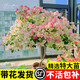 臨雅三角梅花樹苗盆栽帶花老樁特大苗漳紅櫻室內(nèi)陽臺高端爬藤四季開花 綠櫻大苗45-50cm左右