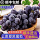 望之語順豐直發(fā) 云南新鮮夏黑 無籽葡萄 黑加侖 當(dāng)季水果提子禮盒裝 3斤串裝禮盒
