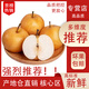 閩域?qū)r 山東秋月梨當(dāng)季萊陽羊脂秋月梨新鮮水果冰糖梨子 凈重8.5斤【12-18枚】 【核心產(chǎn)區(qū)-甄選精品】