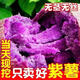 【軟糯香甜】批發(fā)新鮮紫薯現(xiàn)挖現(xiàn)發(fā)沙地紫紅薯紫地瓜板栗蜜薯蔬菜 精品3斤裝