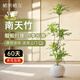 植男植女精品南天竹室內(nèi)辦公室大型綠植盆栽客廳造景真樹四季常青源頭直發(fā)