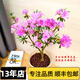 岸牡丹杜鵑花日本皋月名貴品種室內(nèi)盆栽花卉綠植耐寒耐熱好養(yǎng)精選 岸牡丹嫁接整盆高60-70公分 不含盆