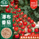 壽禾 小番茄種子種苗櫻桃小西紅柿蔬菜籽 濰育珍珠瀑布小番茄種子40粒