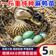 產(chǎn)蛋王麻鴨苗批發(fā)特大半斤一斤脫溫麻鴨苗散養(yǎng)土鴨子苗水鴨苗包活 1斤重麻鴨苗  5只【1公4母】