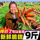 新鮮胡蘿卜蔬菜農(nóng)家自種現(xiàn)挖現(xiàn)發(fā)紅皮蘿卜紅蘿卜新鮮優(yōu)質(zhì)蔬菜食材 1斤