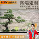 景塵櫥窗仿真迎客松樹(shù)羅漢松樹(shù)新中式室內綠植造景裝飾酒店裝飾假松樹(shù) 高1.2米寬約1.4米單樹(shù)(自然形態(tài)） 【原木款】