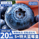 山姆伯伯 藍莓巨無霸【順豐多地次日達】云南花香新鮮水果禮盒中秋送禮 【金標級·巨無霸 | 臻品】單果16-20mm 6盒裝【巨劃算-全家暢吃】凈600g
