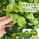 顏曼箐新鮮泰式粗皮檸檬葉冬陰功檸檬丑檸檬葉皺皮檸檬葉生腌雙葉檸檬葉 25g