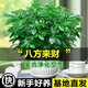 開(kāi)時(shí)果 八方來(lái)財鴨腳木盆栽七葉蓮 陽(yáng)臺桌面綠植辦公室客廳好養植物盆景 【約25-40cm】精品鴨腳木+白色福字盆