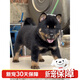 麥基樂中華田園犬五黑犬黃狗白面虎斑四眼鐵包金土松幼犬活體 田園級 鐵包金 公