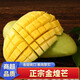 澤華果品正宗金煌芒果 新鮮水仙芒肉厚核小甜心芒熱帶水果整箱 金煌芒4.5-5斤單果100g+