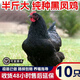 二斤重黑鳳雞活苗批發(fā)半大黑母雞脫溫苗散養(yǎng)綠殼蛋土雞苗小雞活苗 4-5兩重黑鳳雞苗  10只【3公7母】
